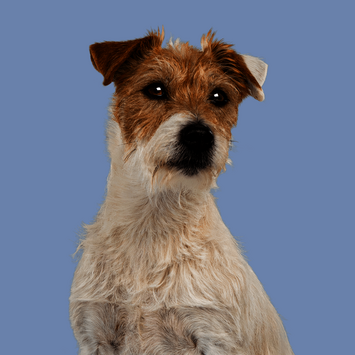 Hund auf blauem Hintergrund