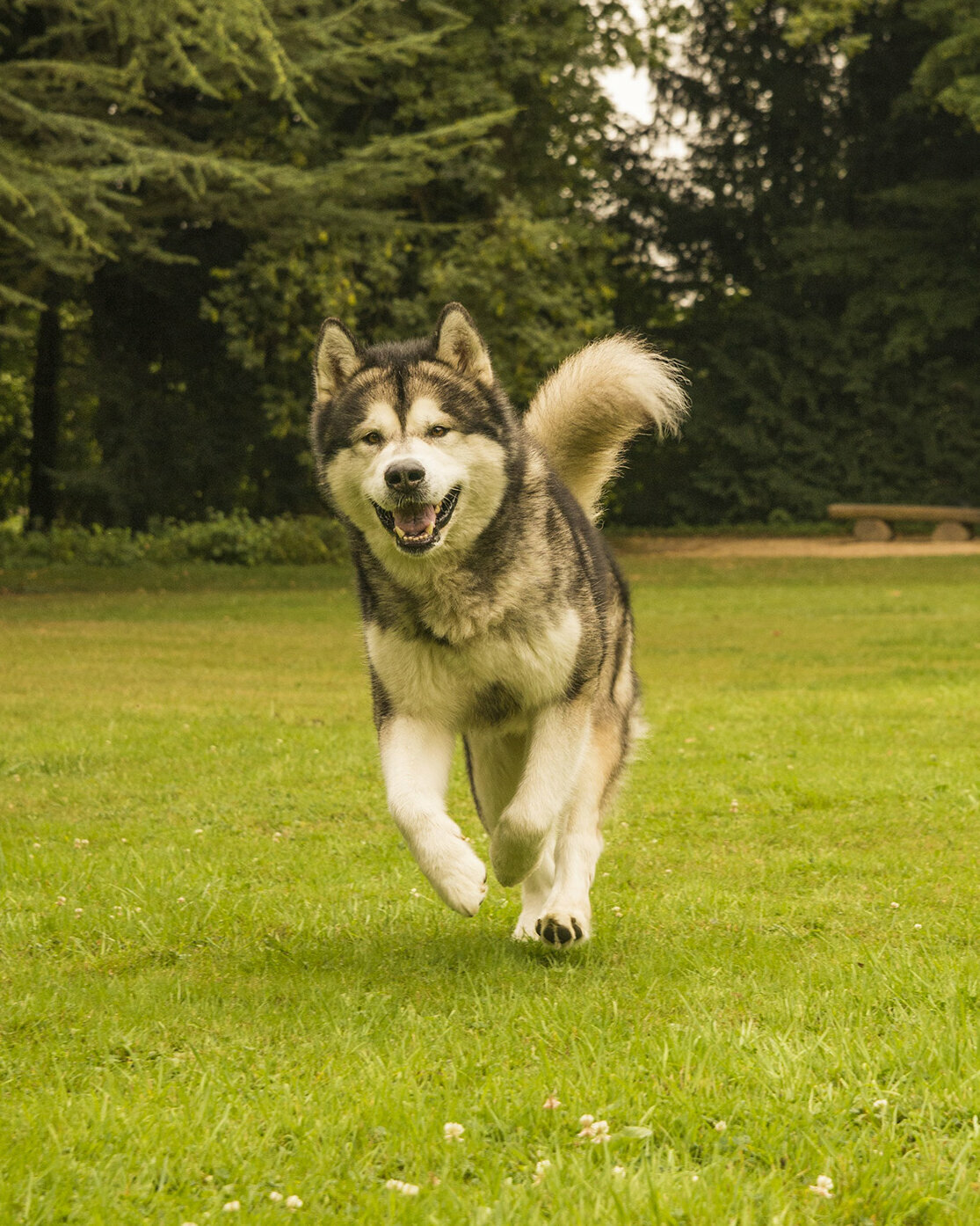 Alaskan Malamute