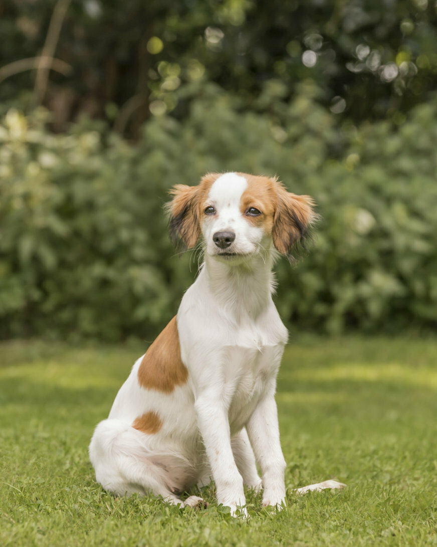 Ganz lieber high quality Kooikerhondje Mischling Rüde