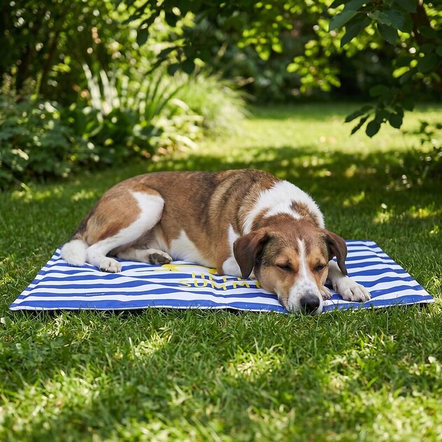 Hund liegt auf einer blau, weiß gestreiften Kühlmatte im Schatten