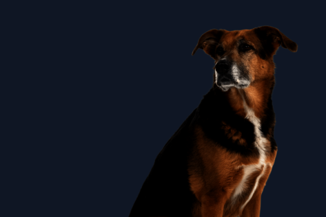 Sitzender Hund mit braun-schwarzem Fell blickt zur Seite