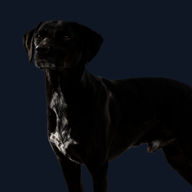 Stehender Hund mit schwarzem Fell schaut neutral an der Kamera vorbei