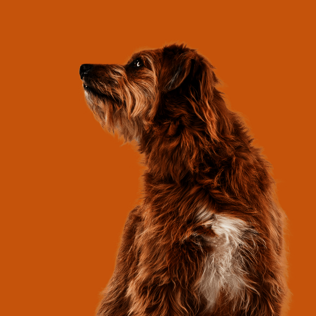 Sitzender Hund mit hellbraunem Fell schaut interessiert zur Seite