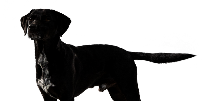 Seitlich stehender Hund mit schwarzem Fell, der in die Ferne schaut