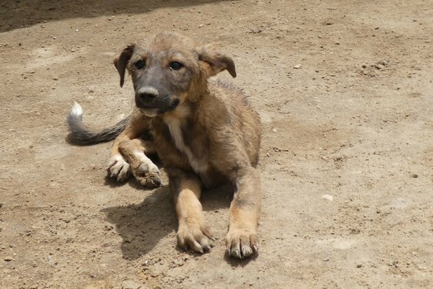 kranker, junger Tierheimhund