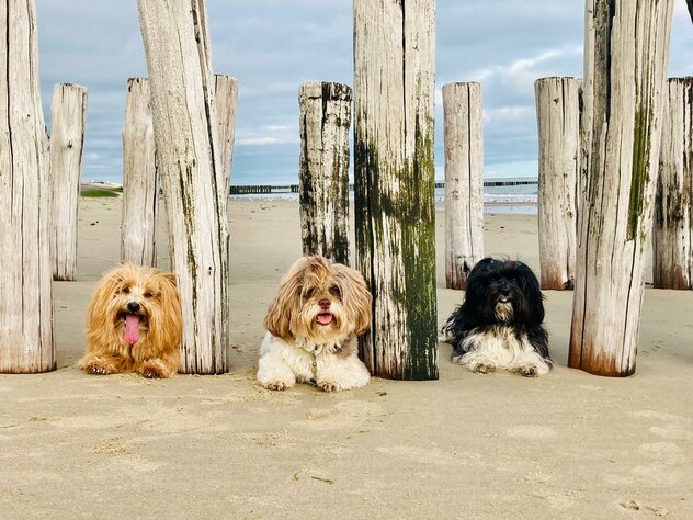 drei Havaneser liegen am Strand