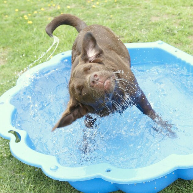 Hund in Wassermuschel