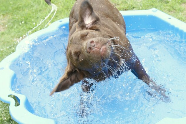 Hund in Wassermuschel