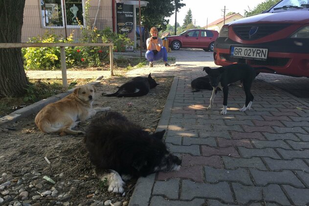 Entspannte Streunerfamilie auf einem Fußweg in einem Dorf in Rumänien