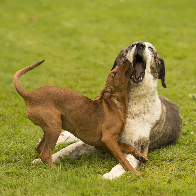 2 Hunde auf Wiese Spielgesicht Maulrangeln