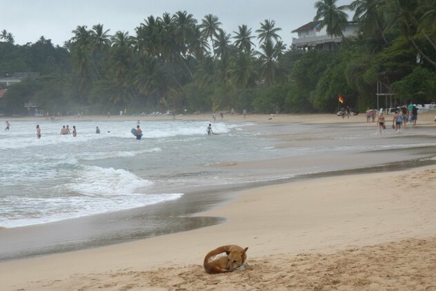 Streuner an einem Strand von Sri Lanka