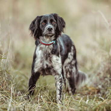 Hund Winnie im Gras