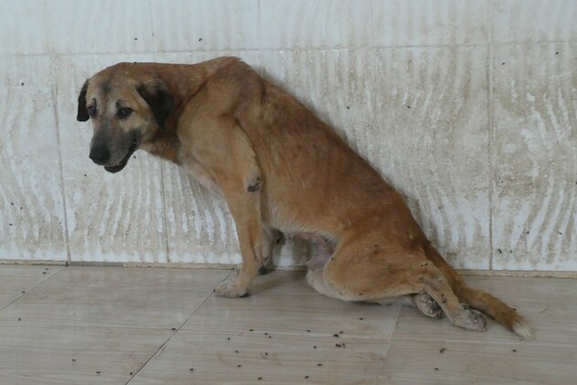 querschnittsgelähmter Tierheimhund in Ägypten