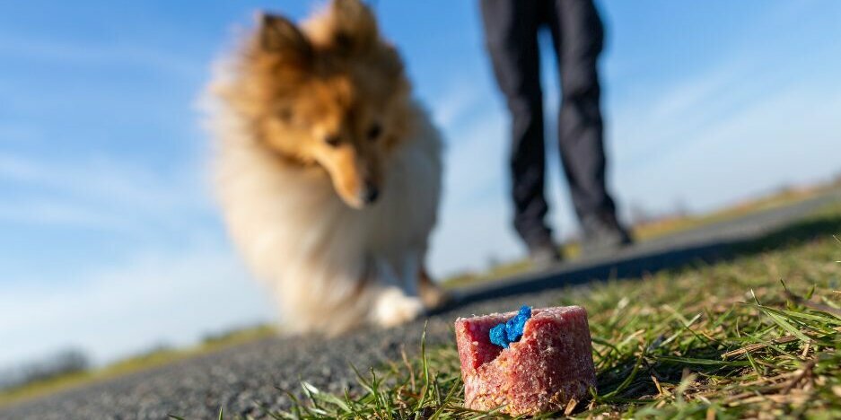 Sheltie läuft auf Giftköder zu