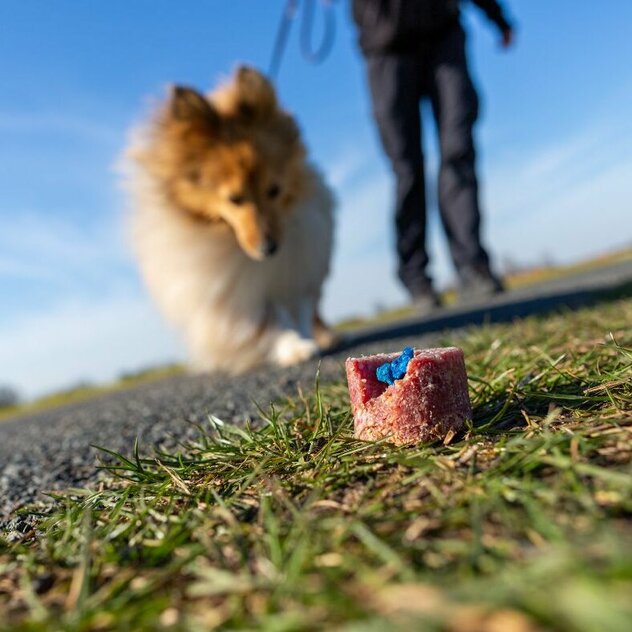 Sheltie läuft auf Giftköder zu