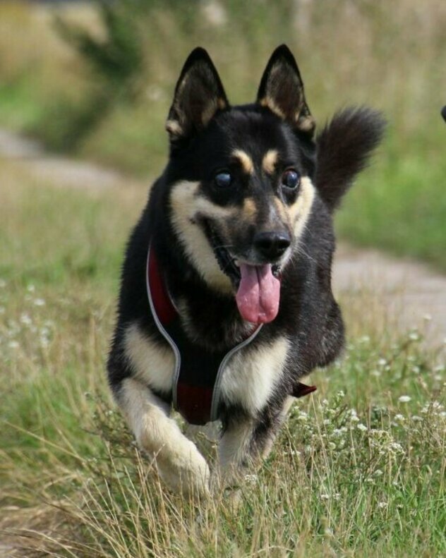 blinder Schäferhund kommt angerannt, daneben brauner Broholmer