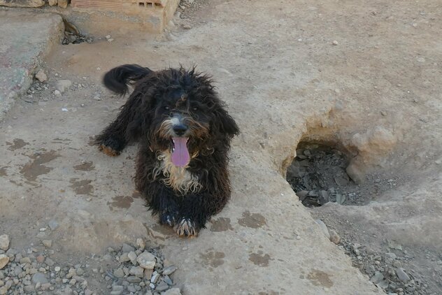 brauner Mischlingshund in der FBM in Sevilla