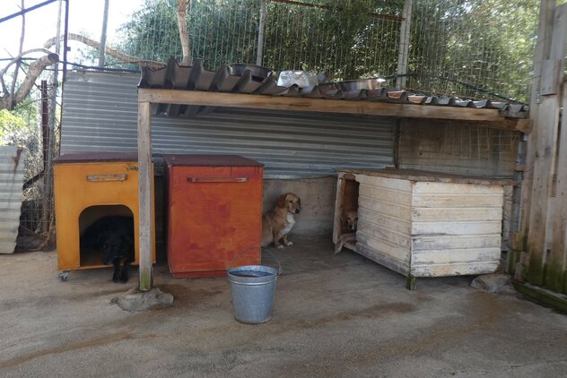 Angsthundgruppe im Souda Shelter