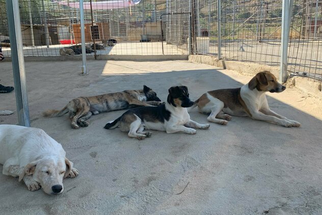 entspannte Hundegruppe im Souda Shelter