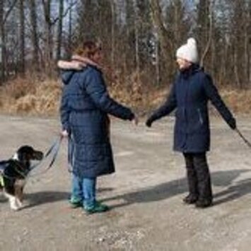 2 Menschen begrüßen sich, Hunde stehen hinter den Menschen und warten