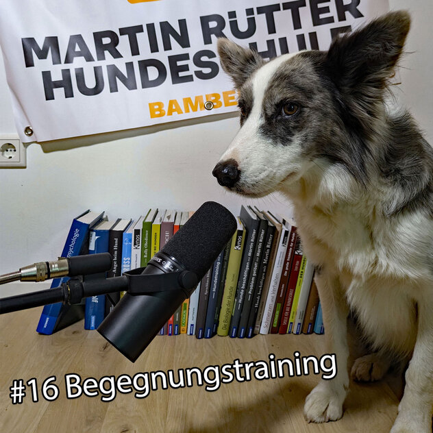 Ein Border Collie sitzt vor einem Mikrofon, Ankündigung für die Pawcast Folge 16 mit dem Titel "Begegnungstraining".