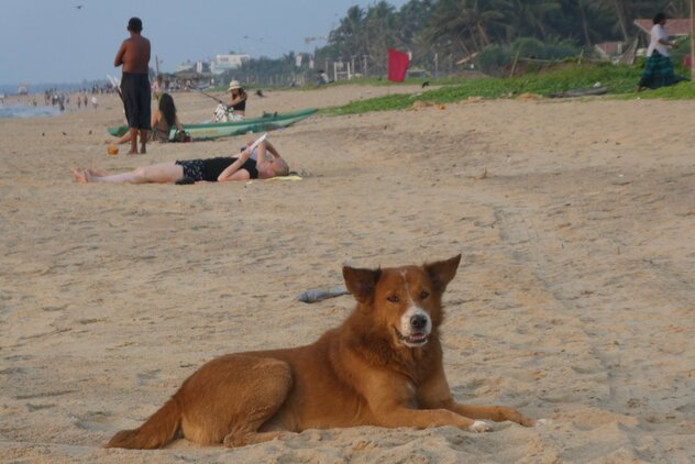 Streuner an einem Strand von Sri Lanka