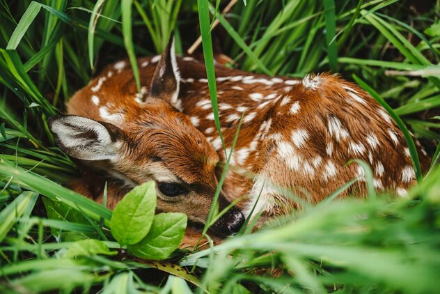 Rehkitz liegt in Wiese