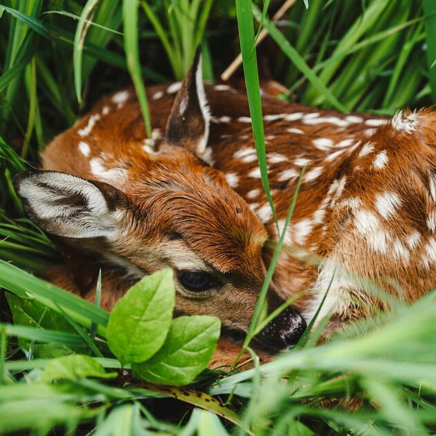 Rehkitz liegt in Wiese