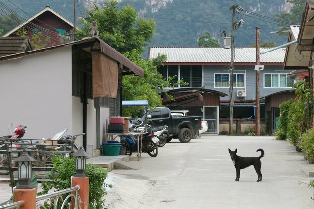 Frei laufender Besitzerhund in thailändischem Resort