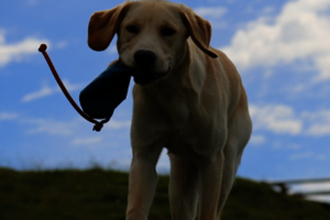 Cooper mit Apportierbeutel im Maul auf Kamera zulaufend