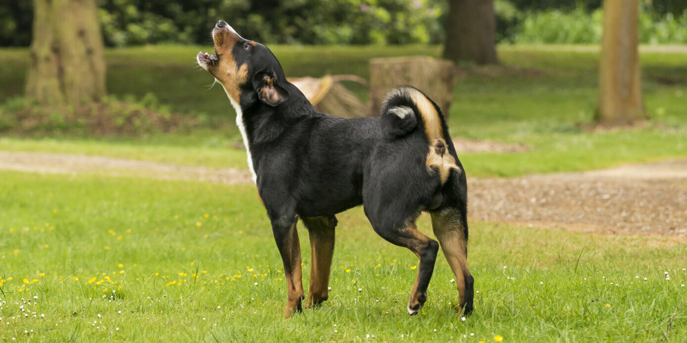 Sennenhund bellt Mensch an