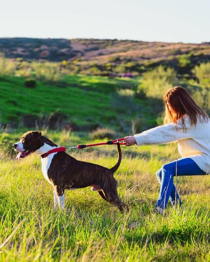 Der tut nix! Hundebegegnungen einschätzen