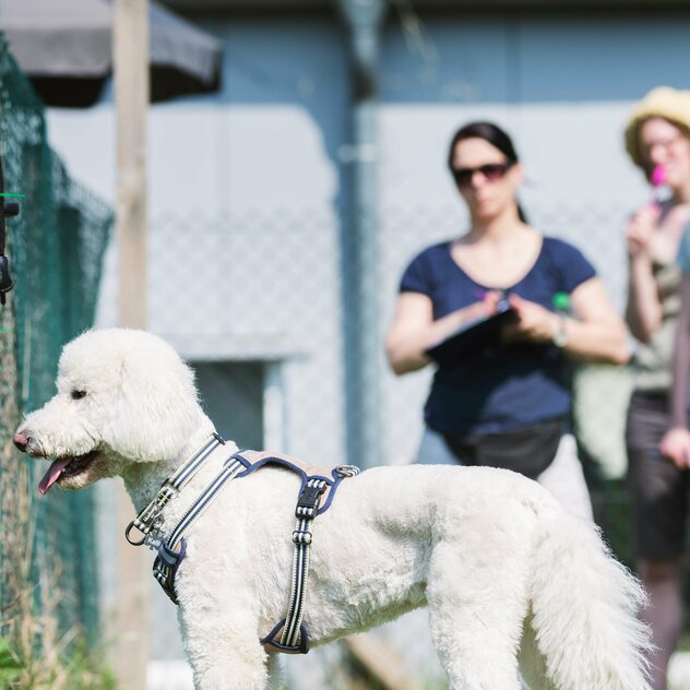 Hund steht am Zaun mit Blick zum anderen Hund. Halter beobachten die Situation.