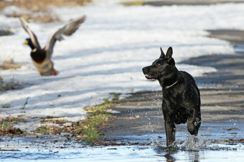 schwarzer Hund jagt Ente