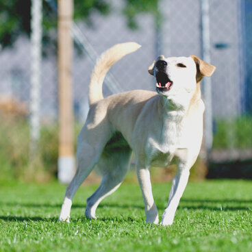 Einzeltraining: Ein Hund bellt mit erhobener Rute.