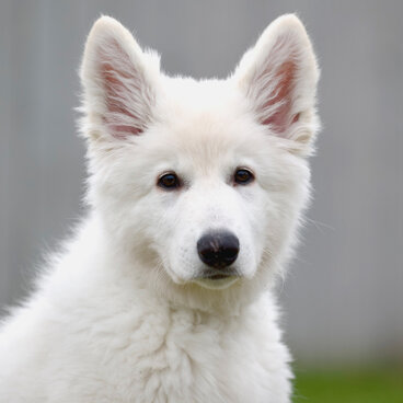 Ein junger weißer Schäferhund schaut in die Kamera.