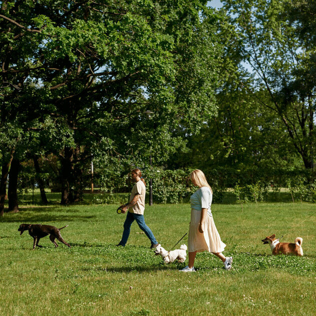 Mehrere Hunde gehen mit ihren Haltern eine Wiese entlang.