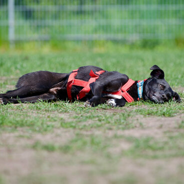 Ein schwarzer Hund liegt entspannt auf der Seite.