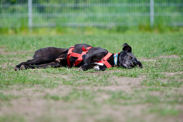 Ein schwarzer Hund liegt entspannt auf der Seite.