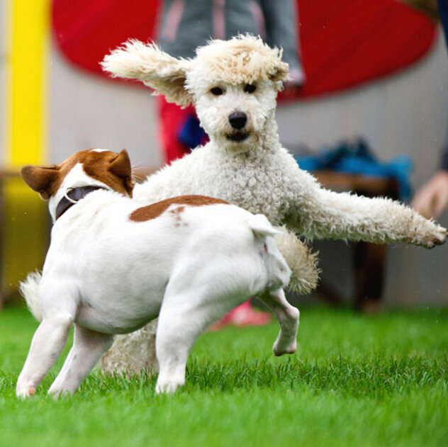 Drei junge Hunde rennen miteinander.