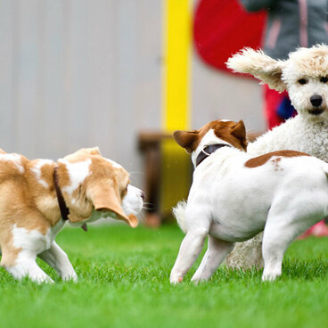 Drei junge Hunde rennen miteinander.