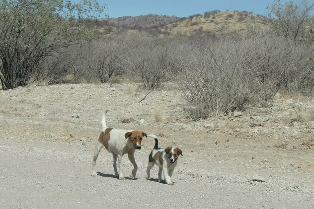 Hündin mit Welpe in Ostnamibia