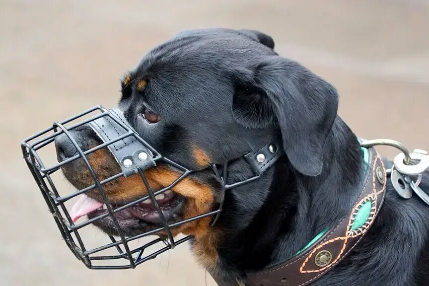 Rottweiler mit Maulkorb