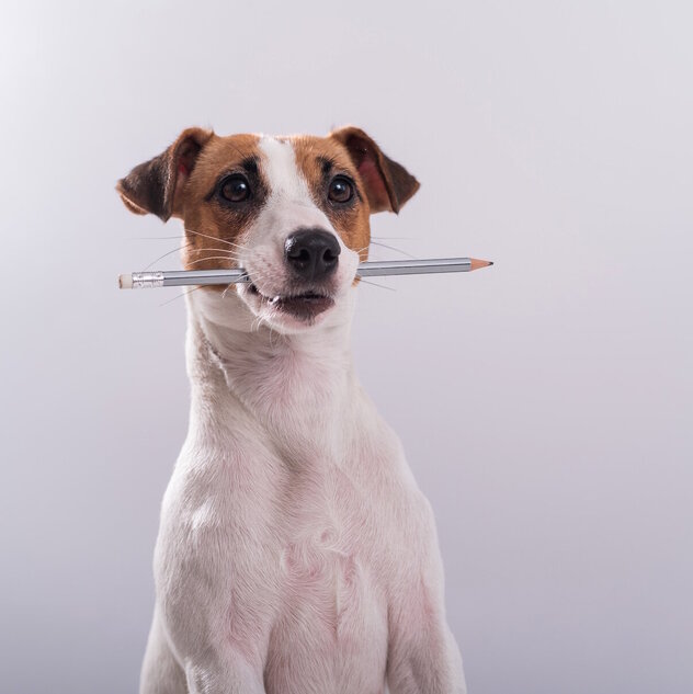 Ein Junghund sitzt mit einem Stift im Maul.