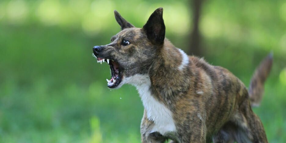 Hund steht steif da und zeigt Zähne