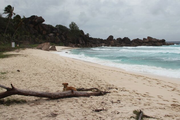 Streuner am Strand auf La Digue, Seychellen