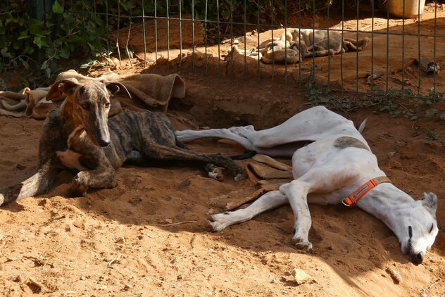 junge Galgo Espanol ruhen im Sand