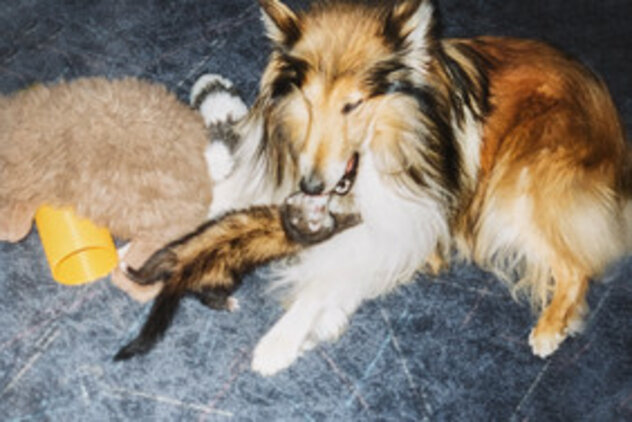 Hund mit Frettchen Collie