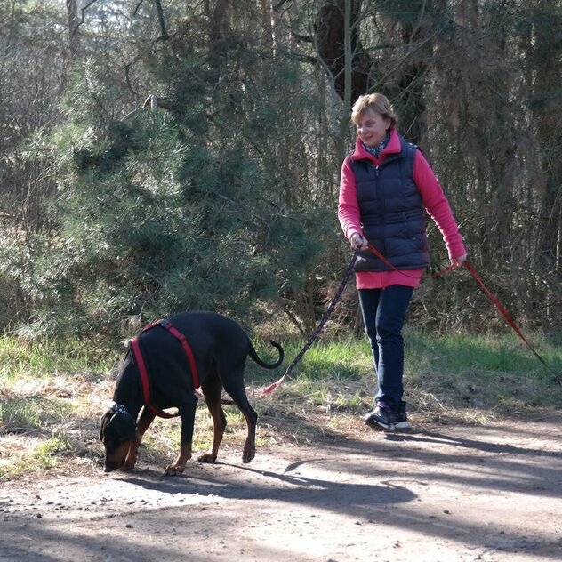 Dobermann beim Fährten mit Frauchen