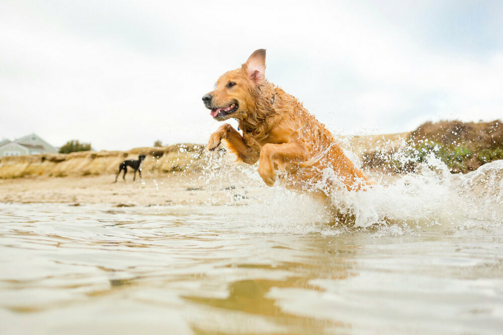 brauner Hund springt ins Wasser rein - strand und weiterer Hund im hintergrund